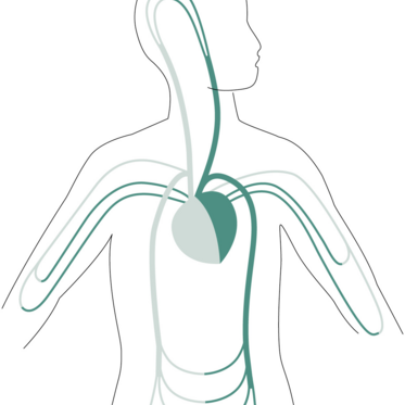 Gyógyászati indikációk a Reduce dülőhelyen a szív- és érrendszer területén